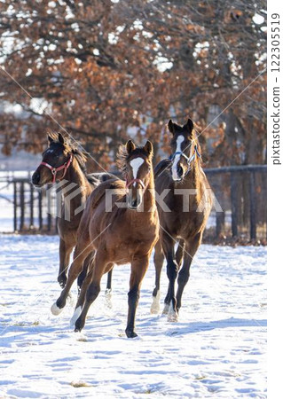 Winter thoroughbred breeding farm, 1-year-old horses, race horses, Abira-cho, Hokkaido 122305519