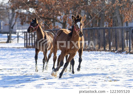 冬季純種馬生產農場,1歲馬,賽馬,北海道安平町 冬季純種馬生產農場,1歲馬,賽馬,北海道安平町 122305520