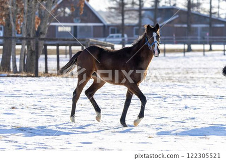 冬季純種馬生產農場,1歲馬,賽馬,北海道安平町 冬季純種馬生產農場,1歲馬,賽馬,北海道安平町 122305521
