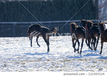 冬季純種馬生產農場,1歲馬,賽馬,北海道安平町 冬季純種馬生產農場,1歲馬,賽馬,北海道安平町 122305524