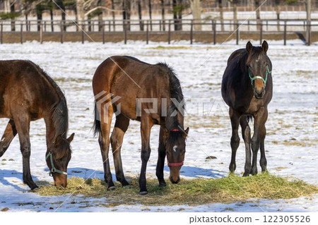 冬季純種馬生產農場,1歲馬,賽馬,北海道安平町 冬季純種馬生產農場,1歲馬,賽馬,北海道安平町 122305526