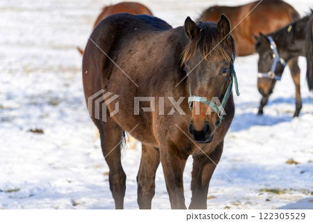 Winter thoroughbred breeding farm, 1-year-old horses, race horses, Abira-cho, Hokkaido 122305529