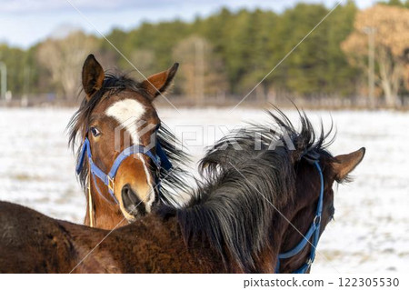 Winter thoroughbred breeding farm, 1-year-old horses, race horses, Abira-cho, Hokkaido Winter thoroughbred breeding farm, 1-year-old horses, race horses, Abira-cho, Hokkaido 122305530