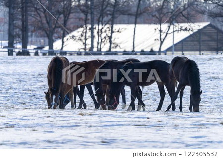 冬季純種馬生產農場,1歲馬,賽馬,北海道安平町 冬季純種馬生產農場,1歲馬,賽馬,北海道安平町 122305532