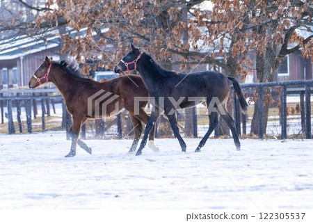 冬季純種馬生產農場,1歲馬,賽馬,北海道安平町 冬季純種馬生產農場,1歲馬,賽馬,北海道安平町 122305537