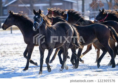 冬季純種馬生產農場,1歲馬,賽馬,北海道安平町 冬季純種馬生產農場,1歲馬,賽馬,北海道安平町 122305576