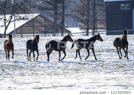 冬季純種馬生產農場，1歲馬，賽馬，北海道安平町 122305603