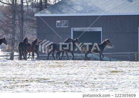 Winter thoroughbred breeding farm, 1-year-old horses, race horses, Abira-cho, Hokkaido Winter thoroughbred breeding farm, 1-year-old horses, race horses, Abira-cho, Hokkaido 122305609