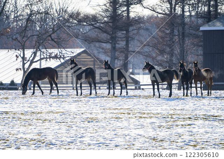 Winter thoroughbred breeding farm, 1-year-old horses, race horses, Abira-cho, Hokkaido Winter thoroughbred breeding farm, 1-year-old horses, race horses, Abira-cho, Hokkaido 122305610