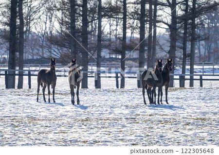 冬季純種馬生產農場,1歲馬,賽馬,北海道安平町 冬季純種馬生產農場,1歲馬,賽馬,北海道安平町 122305648