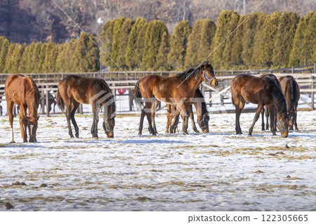 Winter thoroughbred breeding farm, 1-year-old horses, race horses, Abira-cho, Hokkaido Winter thoroughbred breeding farm, 1-year-old horses, race horses, Abira-cho, Hokkaido 122305665