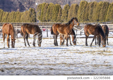 Winter thoroughbred breeding farm, 1-year-old horses, race horses, Abira-cho, Hokkaido 122305666