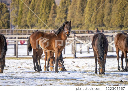 Winter thoroughbred breeding farm, 1-year-old horses, race horses, Abira-cho, Hokkaido Winter thoroughbred breeding farm, 1-year-old horses, race horses, Abira-cho, Hokkaido 122305667