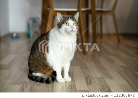 Happy white with gray cat relaxing at home. Fluffy pet is staring curiously. Cozy home, full body Happy white with gray cat relaxing at home. Fluffy pet is staring curiously. Cozy home, full body 122305678