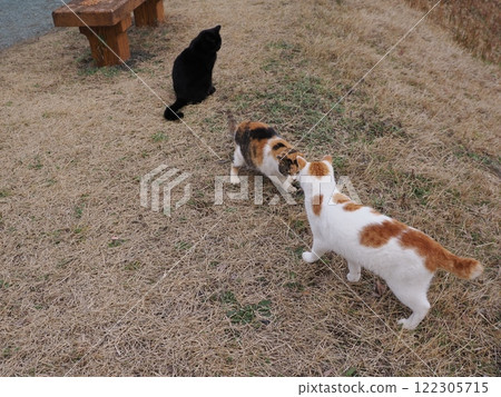 Cats chasing each other in a cat colony 122305715