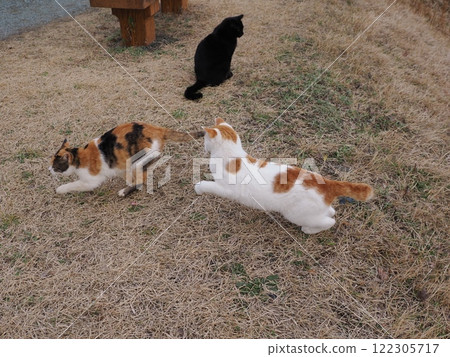 Cats chasing each other in a cat colony 122305717
