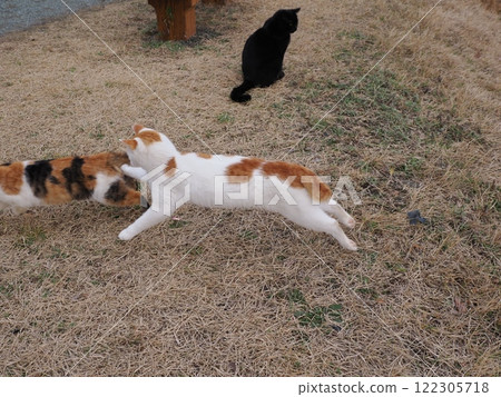Cats chasing each other in a cat colony 122305718