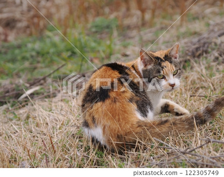 Cats chasing each other in a cat colony Cats chasing each other in a cat colony 122305749