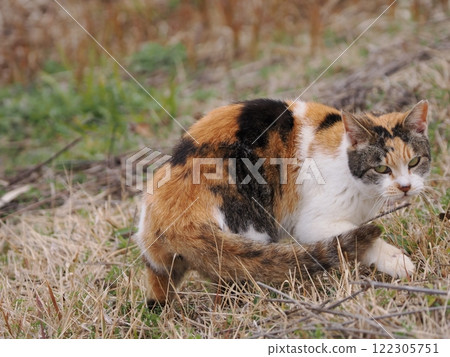 貓群裡的貓互相追逐 122305751