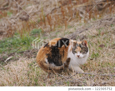 Cats chasing each other in a cat colony 122305752