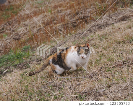 Cats chasing each other in a cat colony 122305753