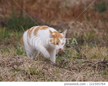 貓群裡的貓互相追逐 122305764