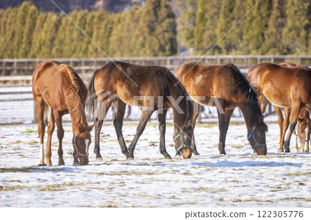 Winter thoroughbred breeding farm, 1-year-old horses, race horses, Abira-cho, Hokkaido Winter thoroughbred breeding farm, 1-year-old horses, race horses, Abira-cho, Hokkaido 122305776