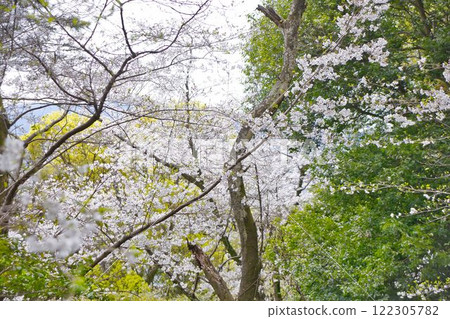 抬頭看著新鮮的綠樹 122305782