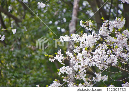 白花 白花 122305783