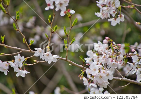 白櫻桃樹 122305784