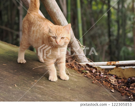 Cute brown tabby kitten 122305853