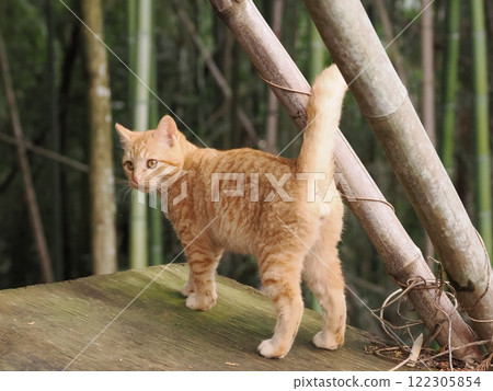 Cute brown tabby kitten Cute brown tabby kitten 122305854