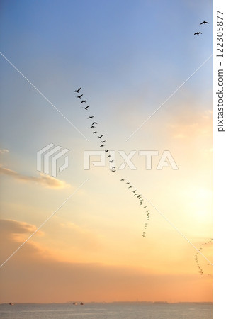 A flock of cormorants migrating over Tokyo Bay in the evening A flock of cormorants migrating over Tokyo Bay in the evening 122305877