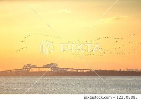 傍晚時分,一群鸕鶿在東京灣上空移動 傍晚時分,一群鸕鶿在東京灣上空移動 122305885