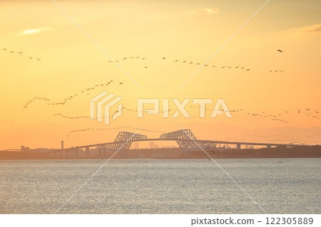A flock of cormorants migrating over Tokyo Bay in the evening A flock of cormorants migrating over Tokyo Bay in the evening 122305889