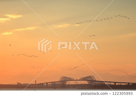 傍晚時分,一群鸕鶿在東京灣上空移動 傍晚時分,一群鸕鶿在東京灣上空移動 122305893