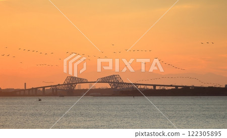 傍晚時分，一群鸕鶿在東京灣上空移動 122305895