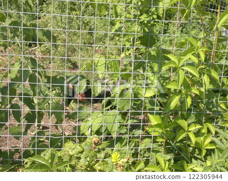 The Moscow Zoo is one of the oldest and largest zoos in Russia, offering a fascinating experience for visitors of all ages. 122305944