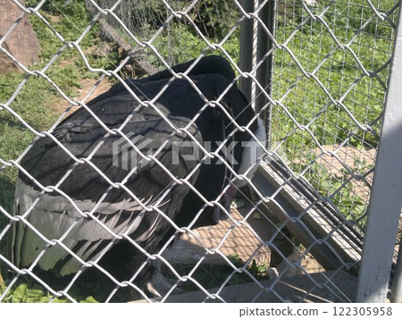 The Moscow Zoo is one of the oldest and largest zoos in Russia, offering a fascinating experience for visitors of all ages. 122305958