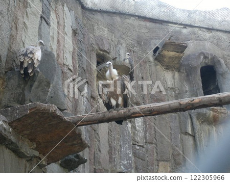 The Moscow Zoo is one of the oldest and largest zoos in Russia, offering a fascinating experience for visitors of all ages. 122305966