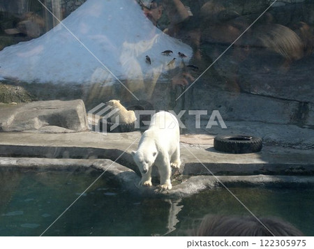 The Moscow Zoo is one of the oldest and largest zoos in Russia, offering a fascinating experience for visitors of all ages. 122305975