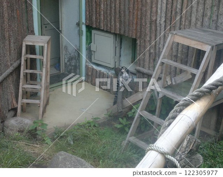 The Moscow Zoo is one of the oldest and largest zoos in Russia, offering a fascinating experience for visitors of all ages. 122305977