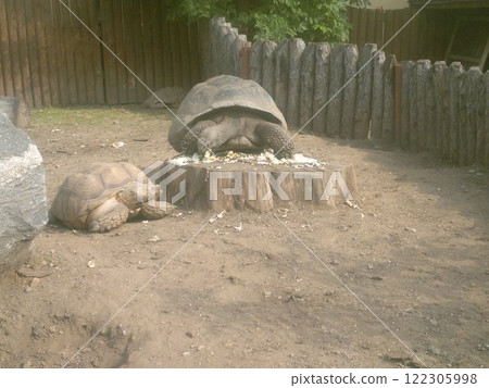 The Moscow Zoo is one of the oldest and largest zoos in Russia, offering a fascinating experience for visitors of all ages. 122305998