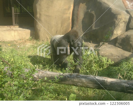 The Moscow Zoo is one of the oldest and largest zoos in Russia, offering a fascinating experience for visitors of all ages. 122306005