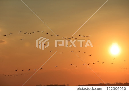 A flock of cormorants migrating over Tokyo Bay in the evening A flock of cormorants migrating over Tokyo Bay in the evening 122306030