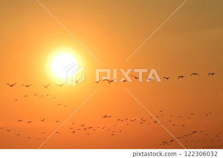 傍晚時分，一群鸕鶿在東京灣上空移動 122306032