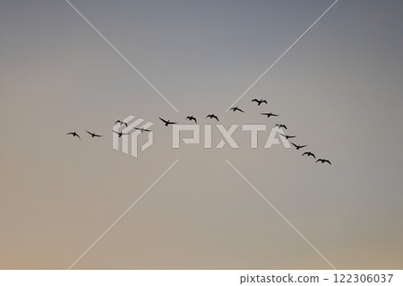 A flock of cormorants migrating over Tokyo Bay in the evening 122306037