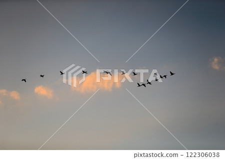 A flock of cormorants migrating over Tokyo Bay in the evening A flock of cormorants migrating over Tokyo Bay in the evening 122306038