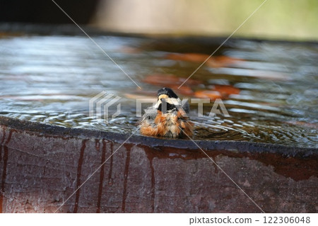 Yamakara gets bathing Yamakara gets bathing 122306048