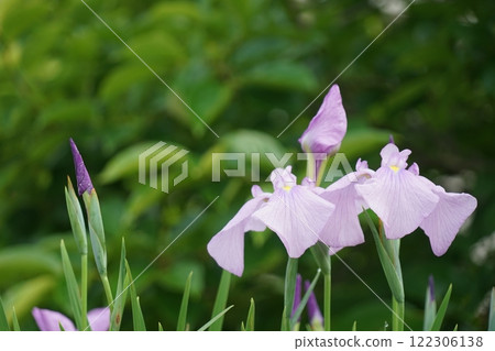 Iris in full bloom 122306138